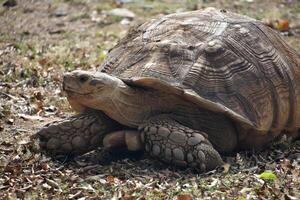 heel groot land- schildpad in beweging over- bladeren foto