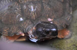 hout schildpad in Ondiep wateren dichtbij omhoog foto