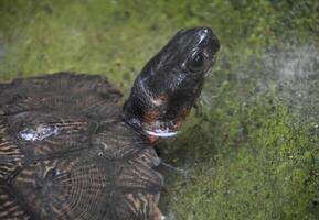 een hout schildpad zwemmen in Ondiep wateren foto