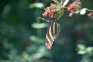 zwart en wit zebra vlinder Aan een rood bloem foto