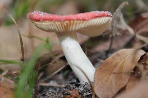 paddestoel groeit wild Aan de Woud vloer. foto