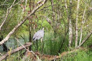 landschap in de omgeving van een klein moeras in tampa Florida met dieren in het wild. foto