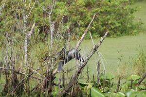 landschap in de omgeving van een klein moeras in tampa Florida met dieren in het wild. foto