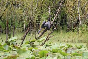 landschap in de omgeving van een klein moeras in tampa Florida met dieren in het wild. foto