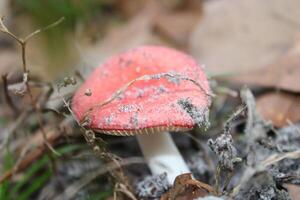 paddestoel groeit wild Aan de Woud vloer. foto