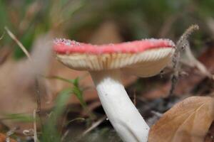 paddestoel groeit wild Aan de Woud vloer. foto