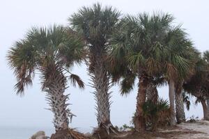 landschap in de omgeving van Fred Howard park in tarpon veren Florida foto