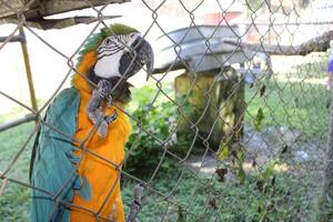 mooi papegaai zittend in een kooi Bij een dierentuin foto
