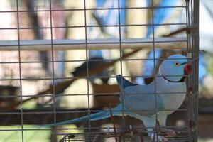 mooi papegaai zittend in een kooi Bij een dierentuin foto