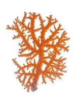koraal geïsoleerd Aan een wit achtergrond foto