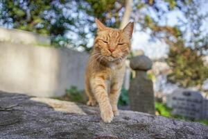 verdwaald kat van Istanbul straat portret foto