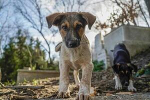 vagebond hond van Istanbul straat portret foto