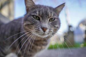 verdwaald kat van Istanbul straat portret foto