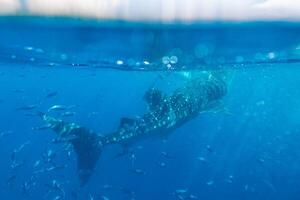walvis haai onder de zee Bij oslob, cebu, Filippijnen foto