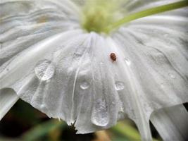 hymenocallis speciosa bloem foto