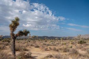 Joshua Tree National Park foto