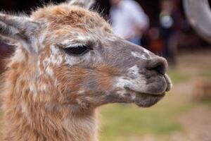 een huisdier alpaca foto