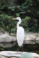 dichtbij omhoog van een kuntul besar of Ardea alba vogel foto