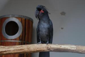 dichtbij omhoog van een palm kaketoe of probosciger aterrimus vogel foto