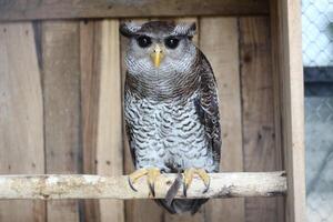 dichtbij omhoog van de beluk jampuk vogel of bubo sumatranus foto