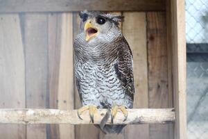 dichtbij omhoog van de beluk jampuk vogel of bubo sumatranus foto