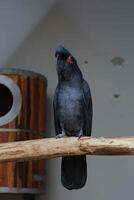 dichtbij omhoog van een palm kaketoe of probosciger aterrimus vogel foto