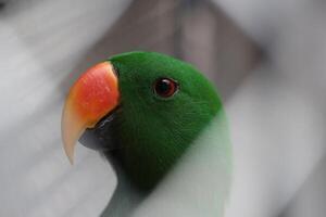 dichtbij omhoog van een nuri seks vogel of papegaai of eclectus roratus foto