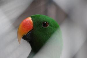 dichtbij omhoog van een nuri seks vogel of papegaai of eclectus roratus foto