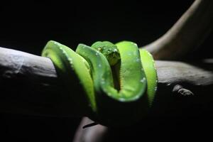 dichtbij omhoog van een groen Python of morelia viridis of groen boom Python foto