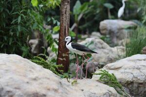 dichtbij omhoog van de gangbende bayam vogel of himantopus leucocephalus foto