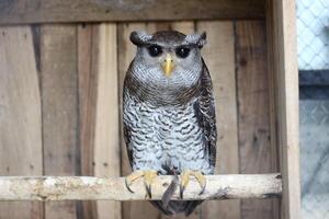 dichtbij omhoog van de beluk jampuk vogel of bubo sumatranus foto