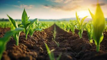 ai gegenereerd agrarisch schot vitrines rijen van jong maïs planten bloeiend in een enorm veld- met vruchtbaar bodem, ai gegenereerd foto