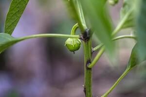 jong groen fruit van de peper fabriek Aan de fabriek gedurende teelt foto