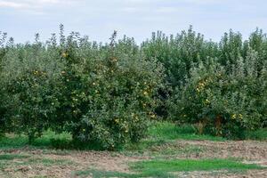 appel boomgaard. rijen van bomen en de fruit van de grond onder de bomen foto