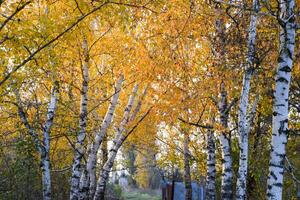 de pad bezaaid met herfst geel bladeren van bomen. herfst steeg foto