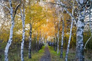 de pad bezaaid met herfst geel bladeren van bomen. herfst steeg foto