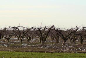 bijgesneden bomen in de appel boomgaard foto