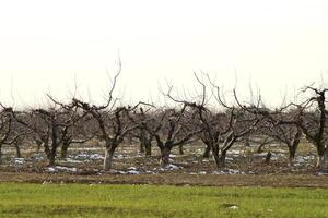 bijgesneden bomen in de appel boomgaard foto