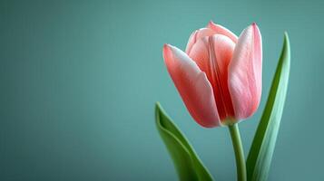 ai gegenereerd een single tulp tegen een zacht pastel achtergrond, symboliseert de teder aankomst van voorjaar foto