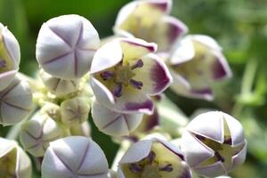 een dichtbij omhoog van een fabriek met Purper bloemen foto