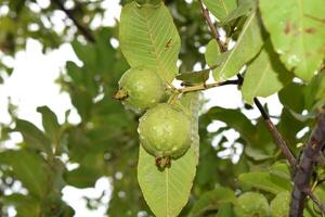 guava fruit Aan de boom, guava zoet fruit in Pakistan zomer seizoen foto