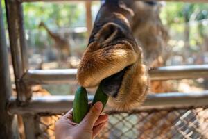 de meisjes hand- was geven voedsel naar de giraffe in de dierentuin. foto