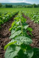 ai gegenereerd rijen van netjes ingezet groen bonen, aan het wachten naar worden geplukt voor een knapperig kant schotel foto