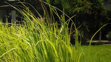 een weinig messen van groen gras foto