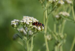 paring van rood kevers Aan wit bloeiwijzen van stinkende gouwe foto