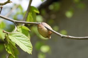 ootheca bidsprinkhaan Aan de takken van een boom. de eieren van de insect gelegd in de cocon voor de winter zijn gelegd. ootec Aan een Afdeling van hazelnoot foto