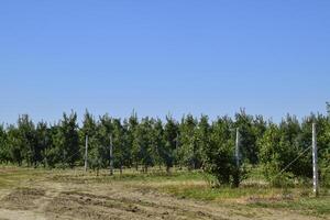 appel boomgaard. rijen van bomen en de fruit van de grond onder t foto