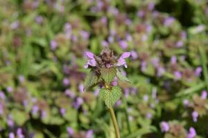 lamium purpureum bloeiend in de tuin. foto