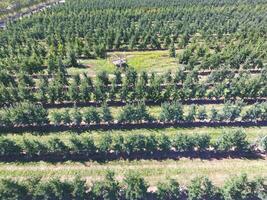 rijen van bomen in de tuin. luchtfotografie, top visie. foto