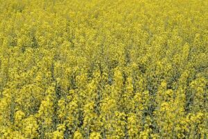 koolzaad veld. achtergrond van verkrachting bloeit. bloeiend verkrachting Aan de veld. foto